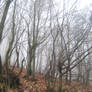 UNRESTRICTED - November '09 - Foggy Forest 3