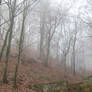 UNRESTRICTED - November '09 - Foggy Forest 4