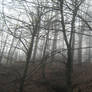 UNRESTRICTED - November '09 - Foggy Forest 7
