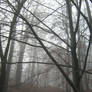 UNRESTRICTED - November '09 - Foggy Forest 8