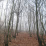 UNRESTRICTED - November '09 - Foggy Forest 10