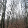 UNRESTRICTED - November '09 - Foggy Forest 11