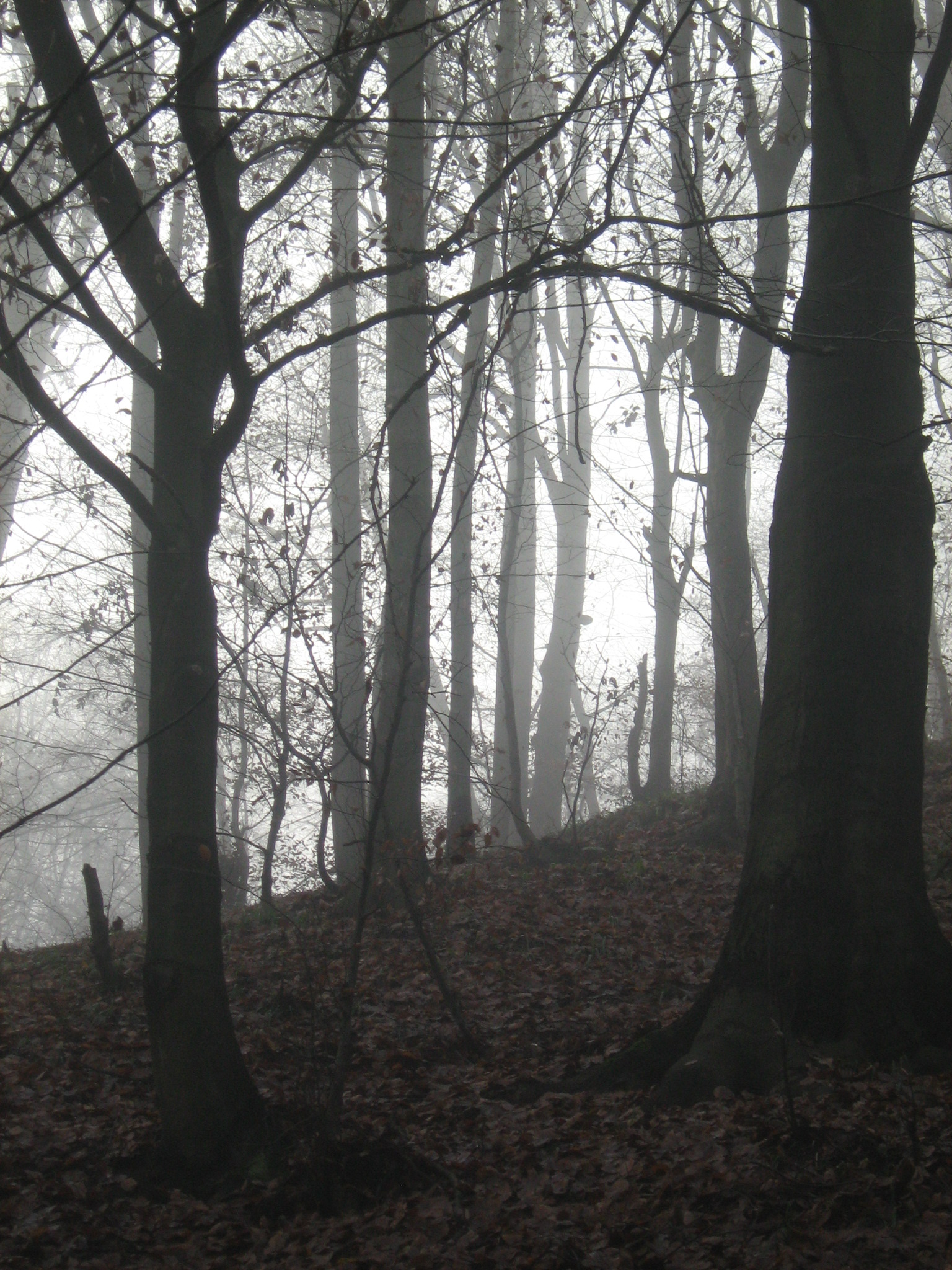 UNRESTRICTED - November '09 - Foggy Forest 12