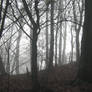 UNRESTRICTED - November '09 - Foggy Forest 13