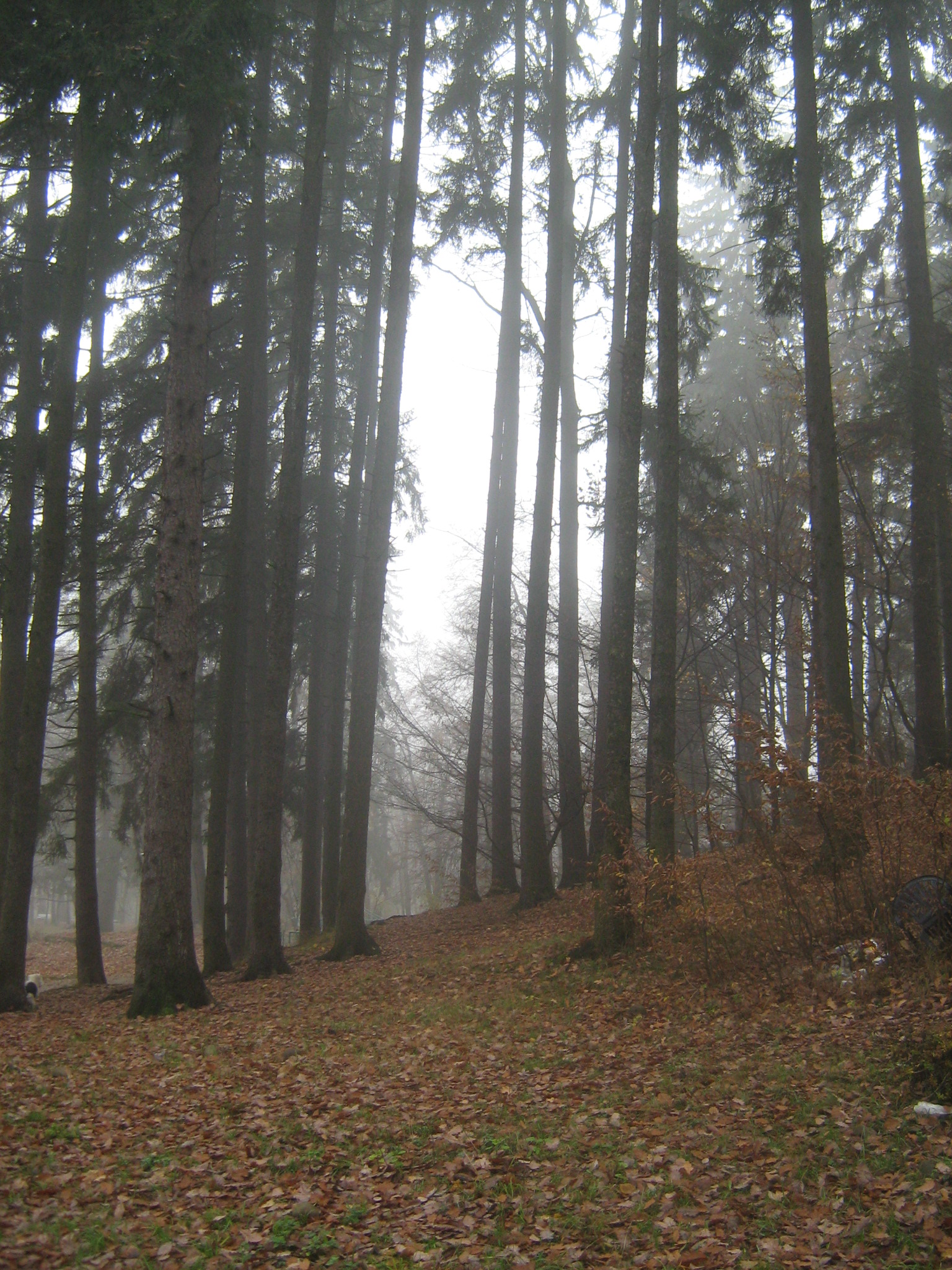 UNRESTRICTED - November '09 - Foggy Forest 14