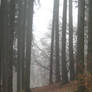UNRESTRICTED - November '09 - Foggy Forest 15