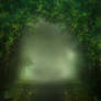 UNRESTRICTED - Mystery Woods Background 01
