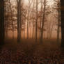UNRESTRICTED - Autumn Forest Premade
