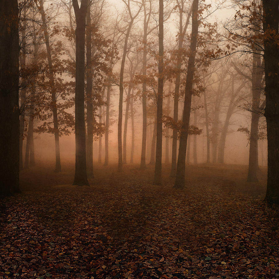UNRESTRICTED - Autumn Forest Premade by frozenstocks