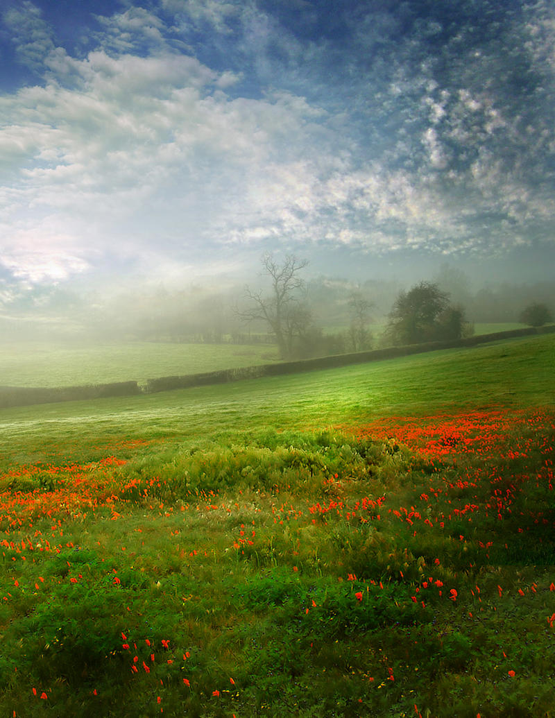 RESTRICTED - Poppies on a field Background by frozenstocks
