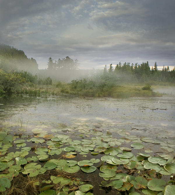 RESTRICTED - The Pond Premade Background by frozenstocks