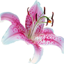 UNRESTRICTED - Lily Flower PNG