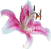 UNRESTRICTED - Lily Flower PNG