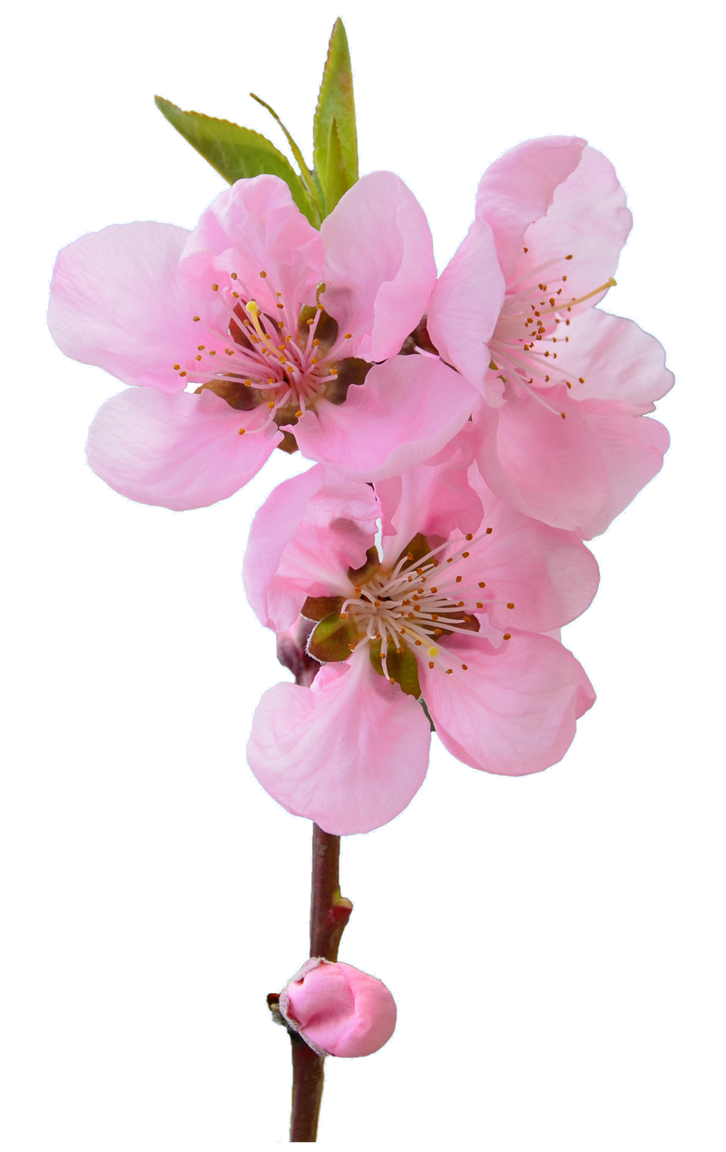 UNRESTRICTED - Flower 6 by frozenstocks