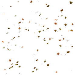 UNRESTRICTED - Falling Autumn Leaves