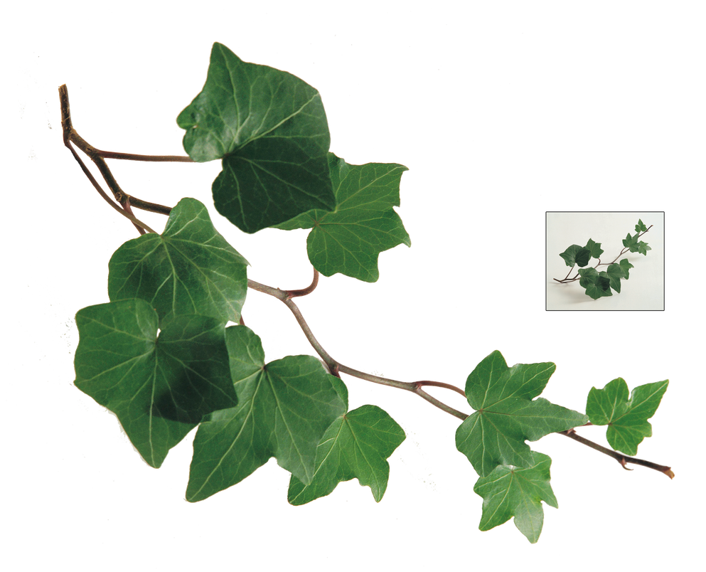 UNRESTRICTED - Ivy Branch by frozenstocks