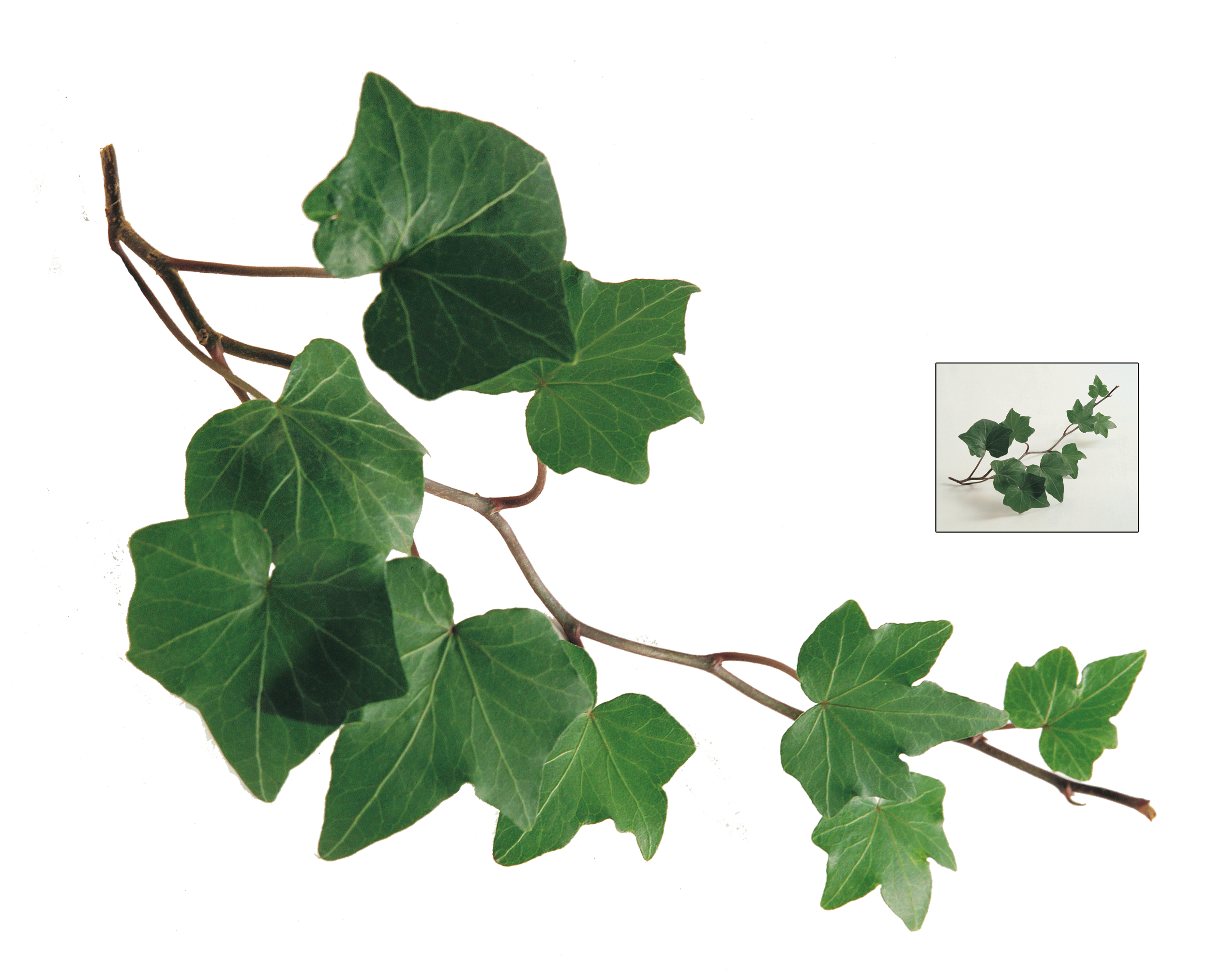 UNRESTRICTED - Ivy Branch