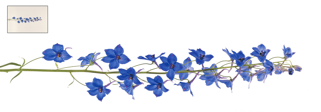 UNRESTRICTED - Flower 12 by frozenstocks
