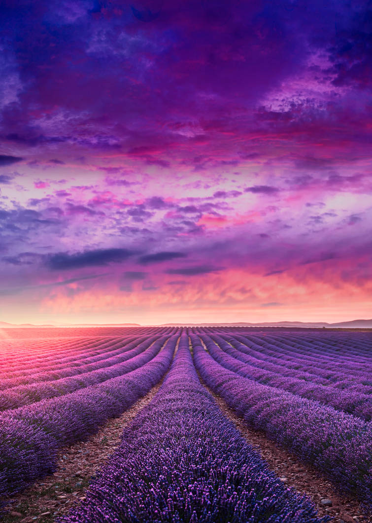 RESTRICTED - Lavender Field Premade