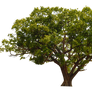 UNRESTRICTED - Tree Cutout