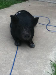 Cletus, the Pig