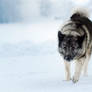 Norwegian Elkhound