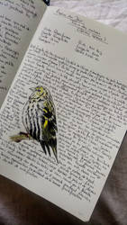 Birdwatching log 27 - Eurasian siskin 