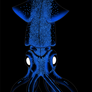 Firefly Squid