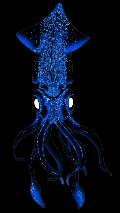 Firefly Squid