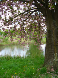 Tree and blossoms