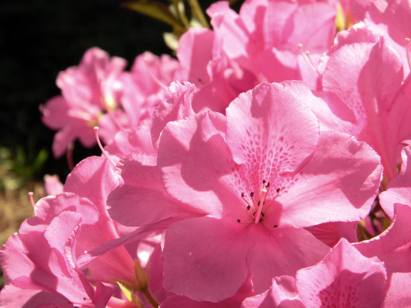 Azalea by robesauer on DeviantArt