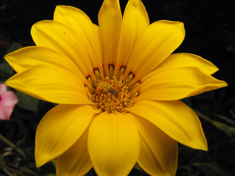 Insect in a flower