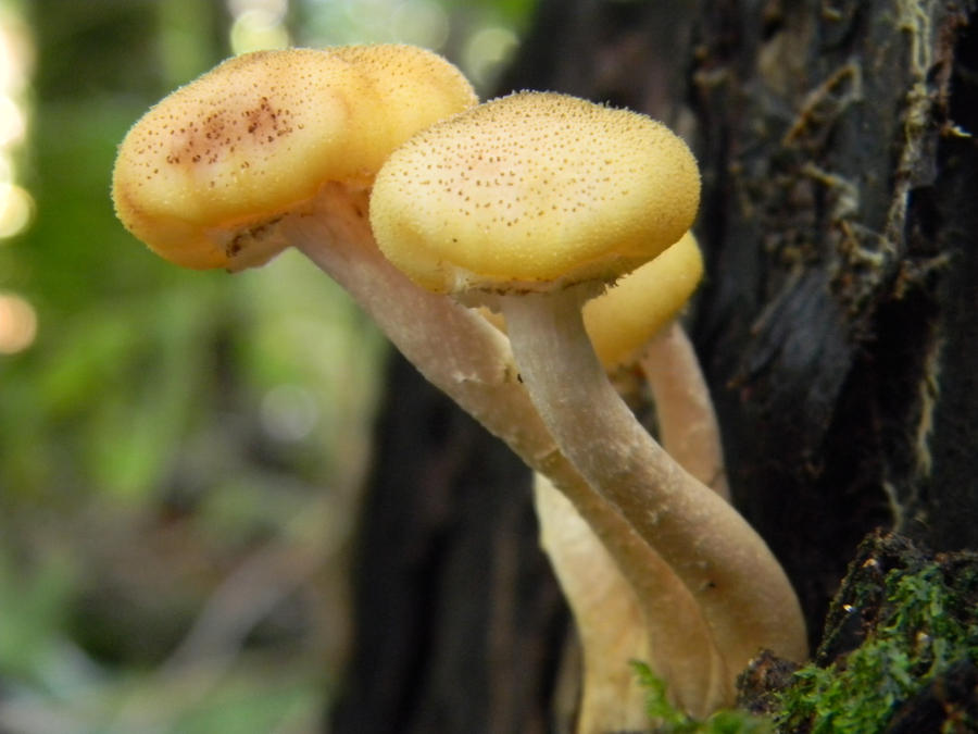 Yellow head fungi