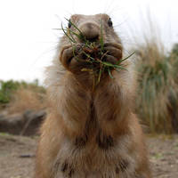 Prairie dog