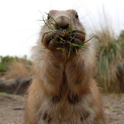 Prairie dog