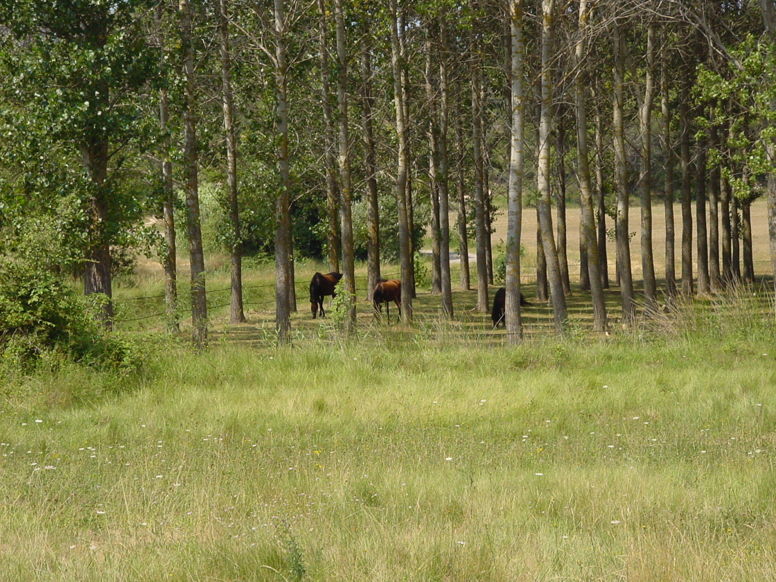 Grazing Horses