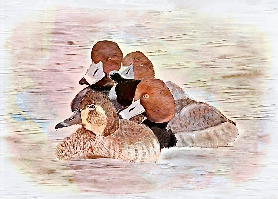 Redhead Duck Vector Red Head Ducks 3 by tcolby6 on DeviantArt