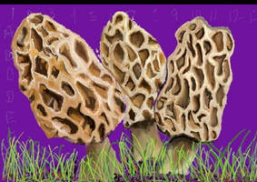 morels