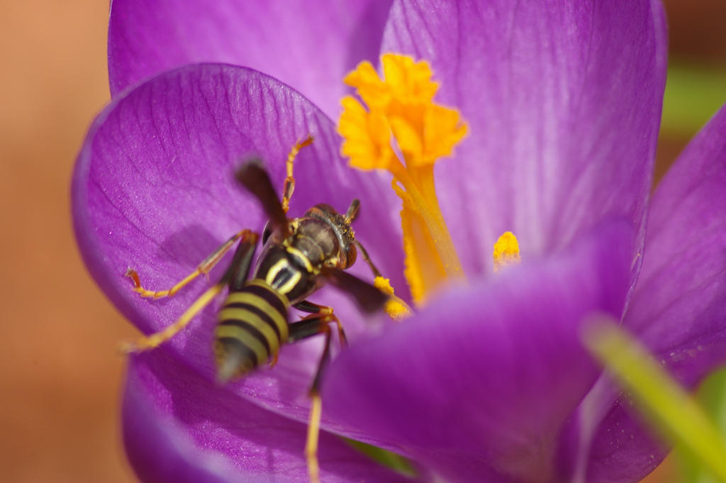 Crocus 5 by ten77 on DeviantArt