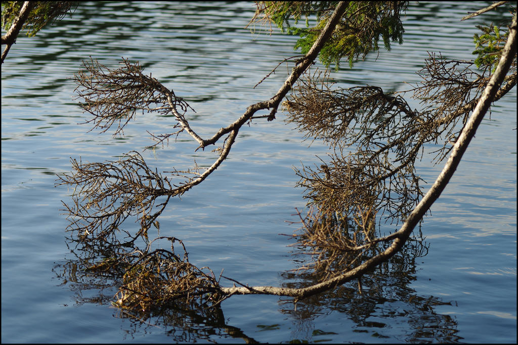 Lazy Branch by ten77 on DeviantArt