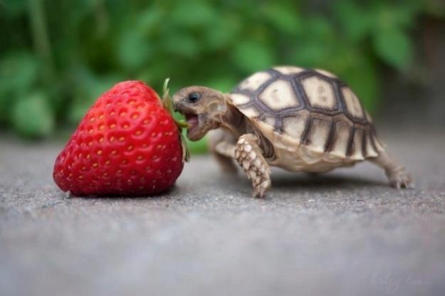 tortoise vs strawberry