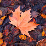 Autumn Leaf by Book-cover-designer