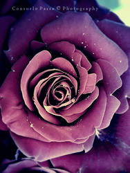 Eternal Rose by Consuelo-Parra