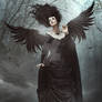 Dark angel  - book cover available