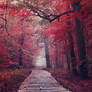 Red forest VI- premium stock