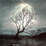 The Moon Tree -Book Cover Available