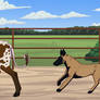 Sweetsie | Ranch Party | Herding