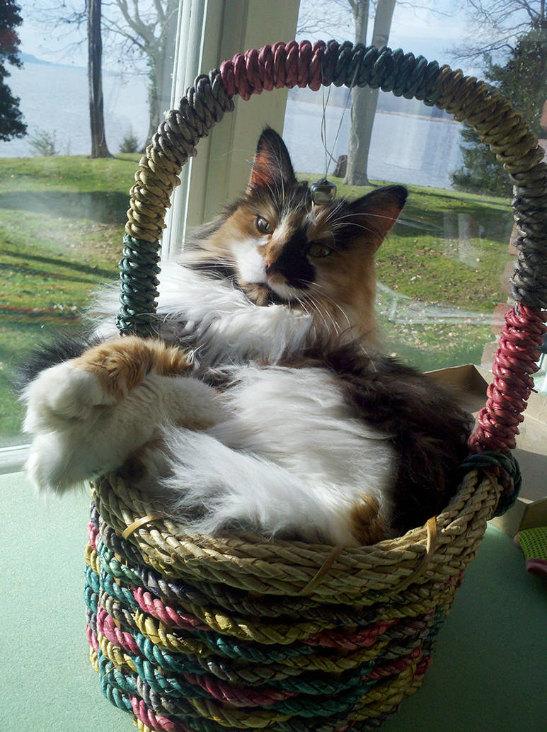 Basket kitty