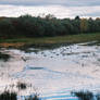 Ducks