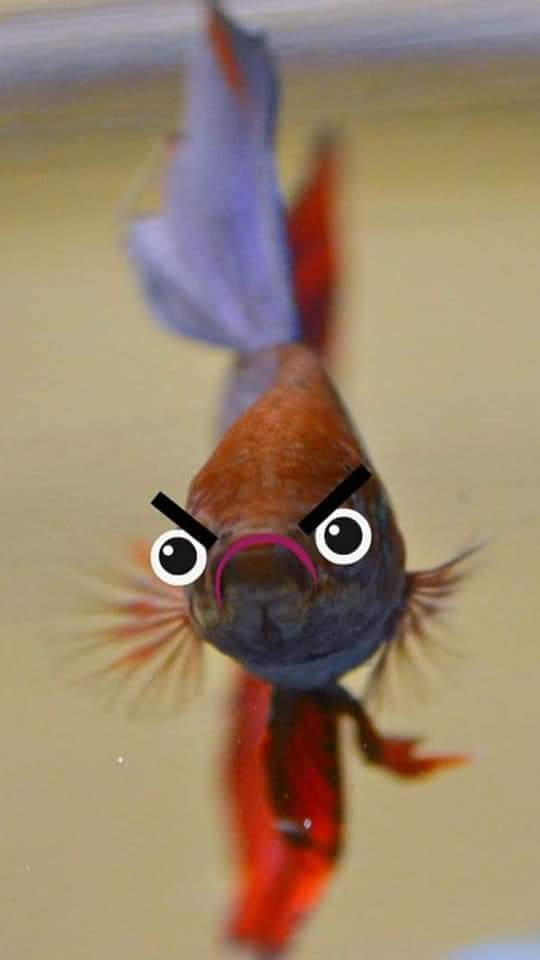 Angry betta lol by kaleycatlover on DeviantArt